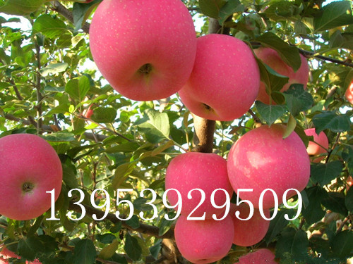矮化苹果苗密植栽培的要求有哪些？