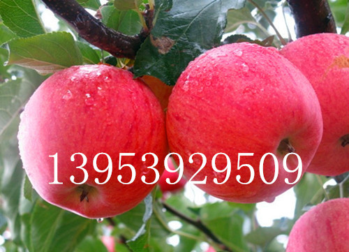 苹果苗的冬季管理要求有哪些？