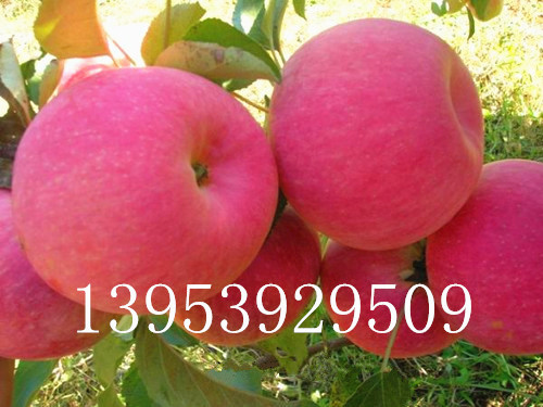 矮化苹果苗种植的常见问题有哪些？
