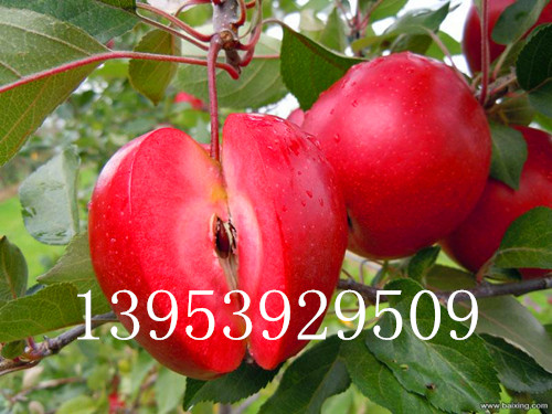 矮化苹果苗基地病虫害怎么控制