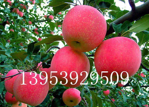 矮化苹果苗缺锰怎么办？