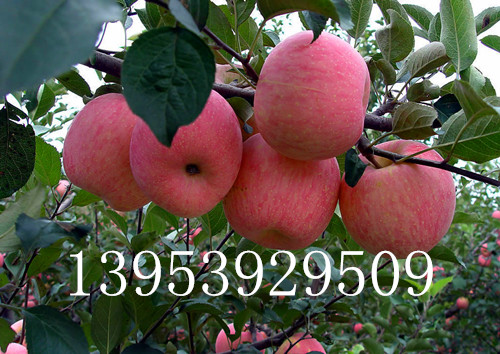 矮化苹果苗防治根腐烂的方法